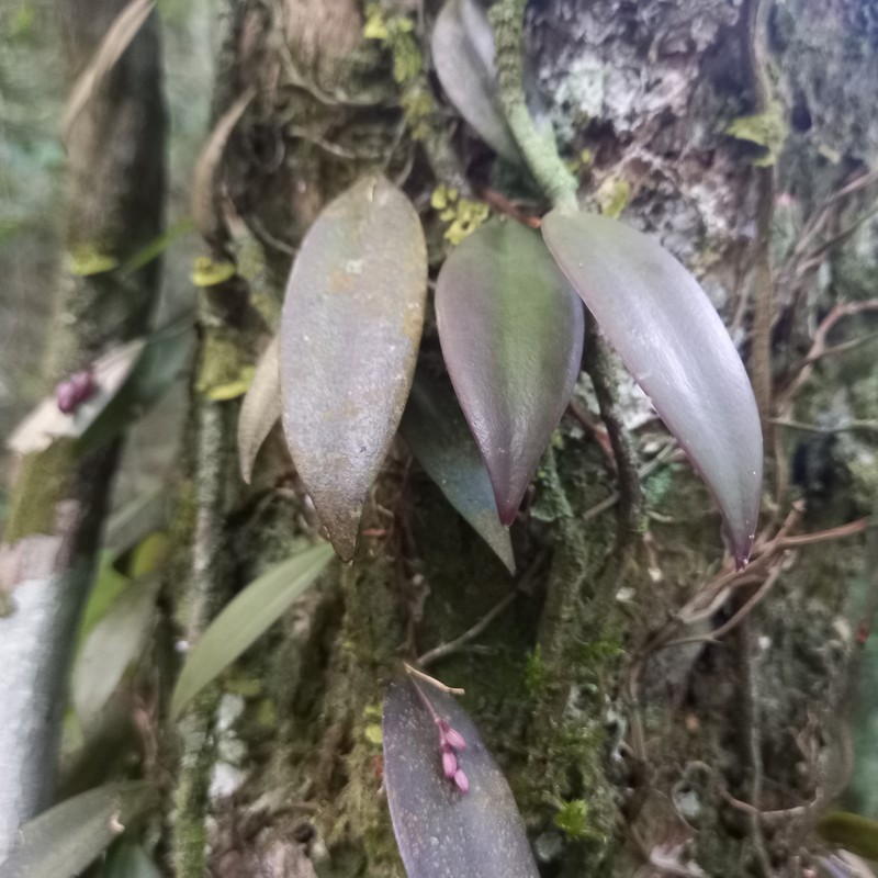 Acianthera capanemae photo 4
