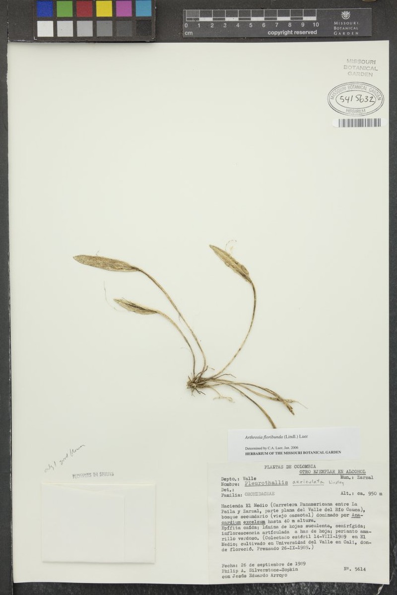 Acianthera capillaris photo 2