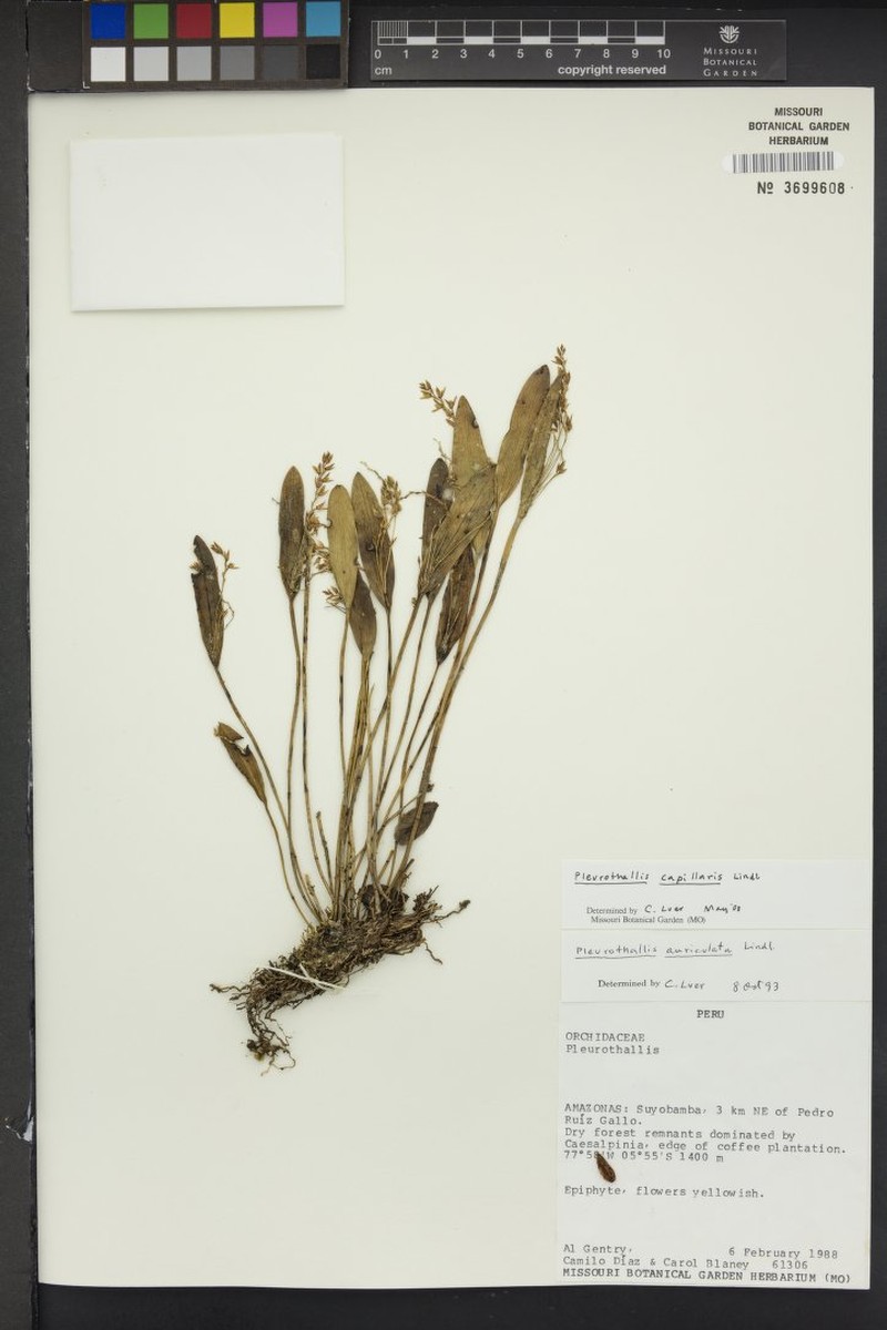 Acianthera capillaris photo 3