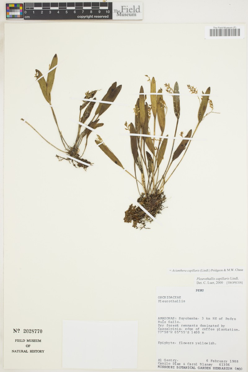 Acianthera capillaris photo 4