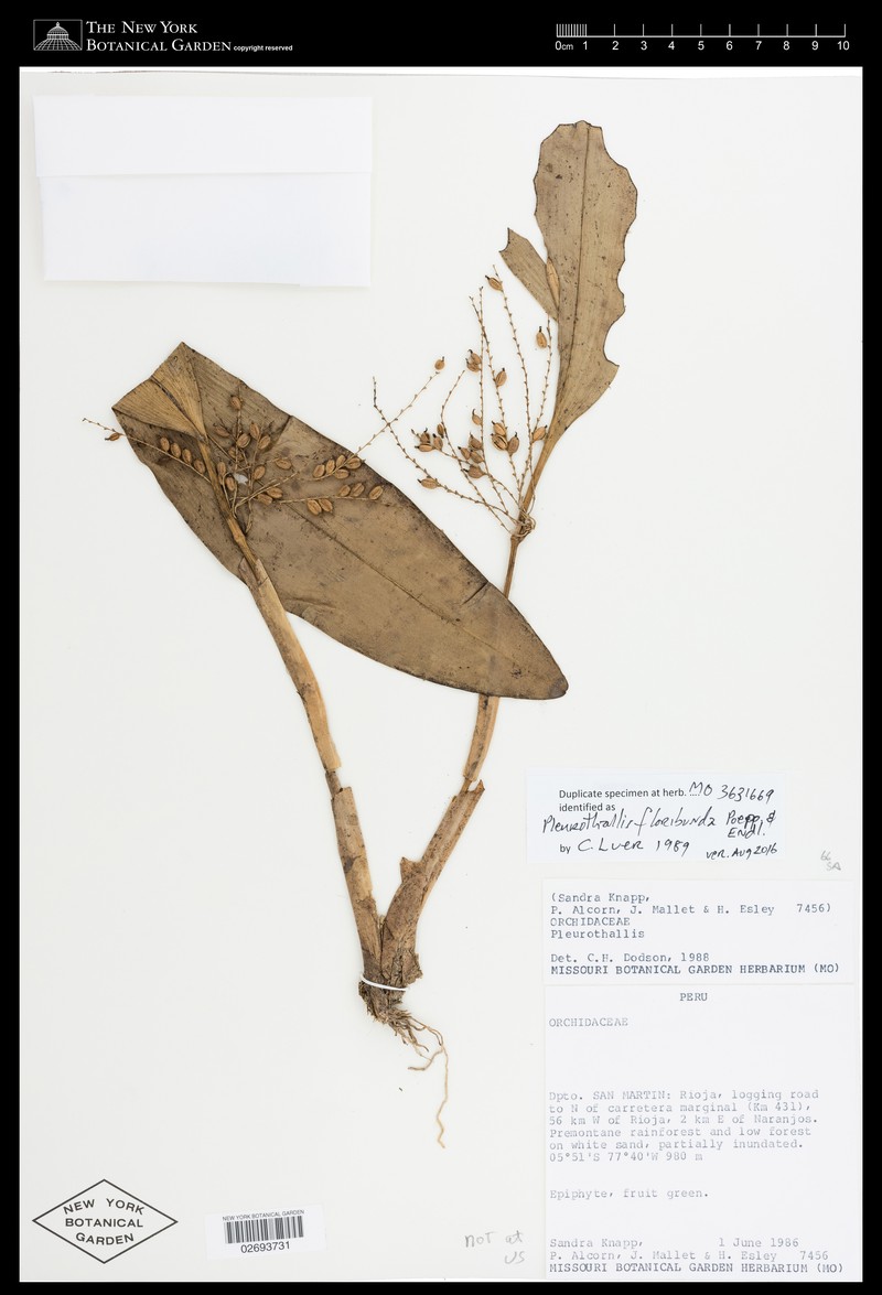 Acianthera capillaris photo 5