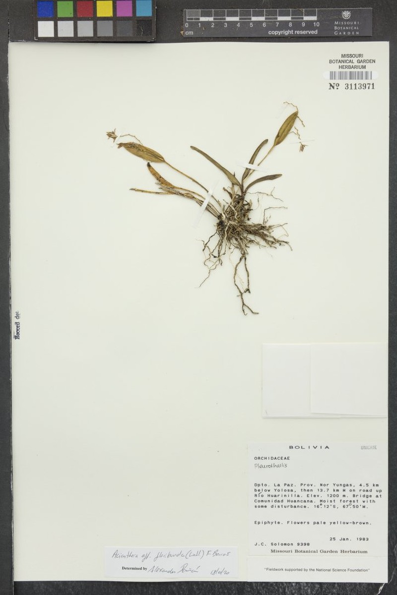 Acianthera capillaris photo 6