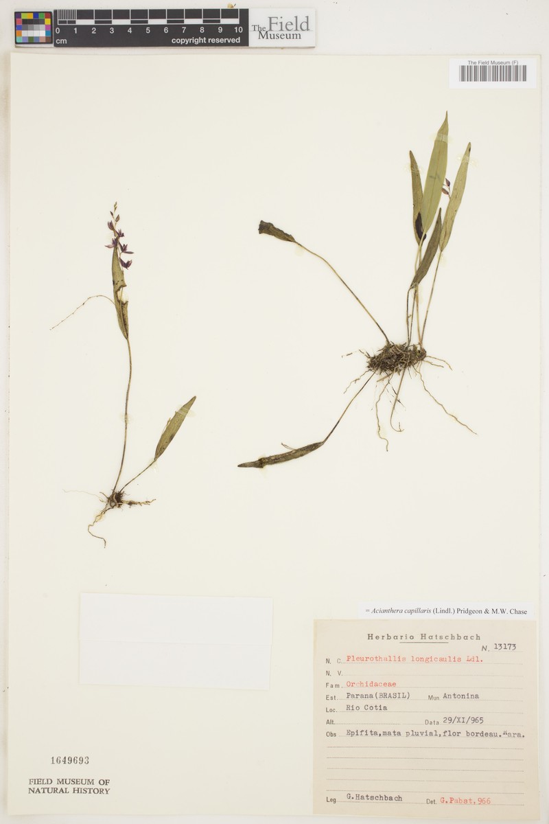 Acianthera capillaris photo 7