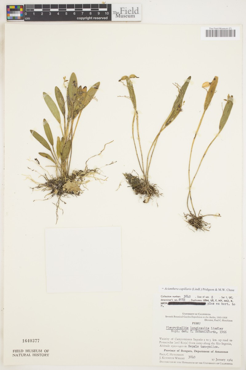 Acianthera capillaris photo 8