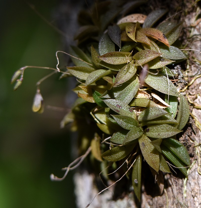 Acianthera caymanensis