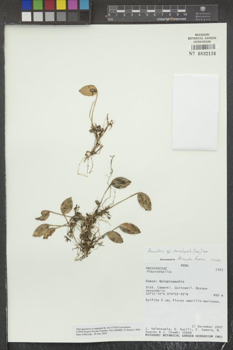 Acianthera chamelopoda photo 2