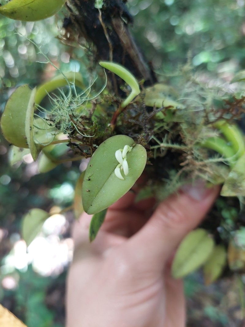 Acianthera chionopa photo 2
