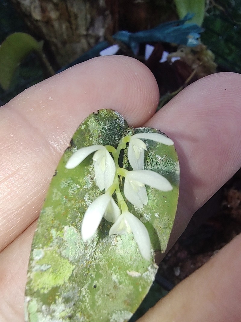 Acianthera chionopa photo 3