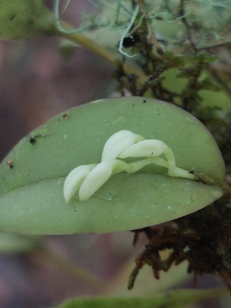 Acianthera chionopa photo 4