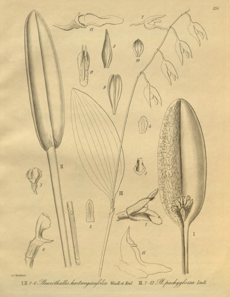 Acianthera chrysantha