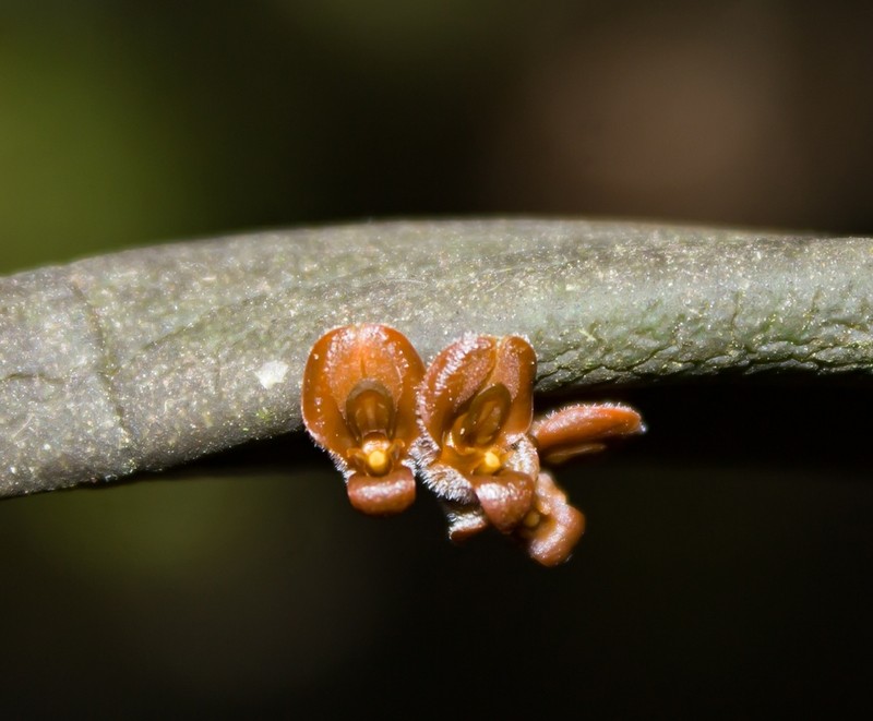 Acianthera chrysantha photo 2