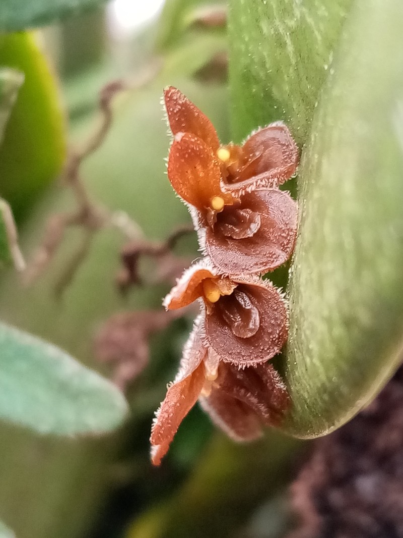 Acianthera chrysantha photo 3
