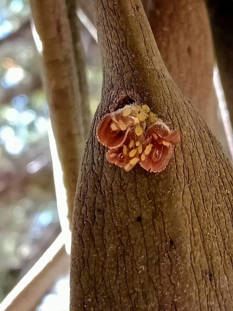 Acianthera chrysantha photo 4