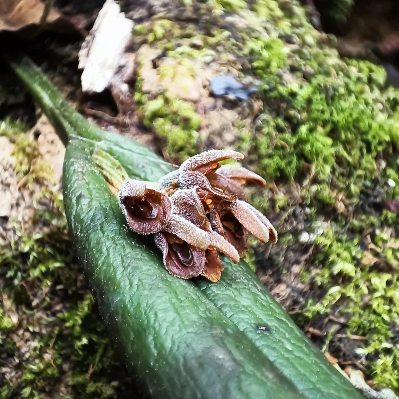 Acianthera chrysantha photo 6
