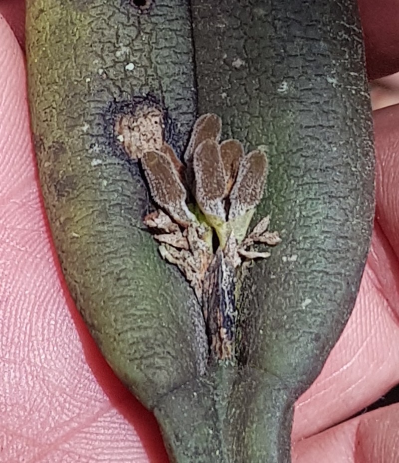Acianthera chrysantha photo 7