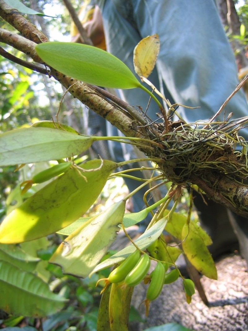 Acianthera ciliata