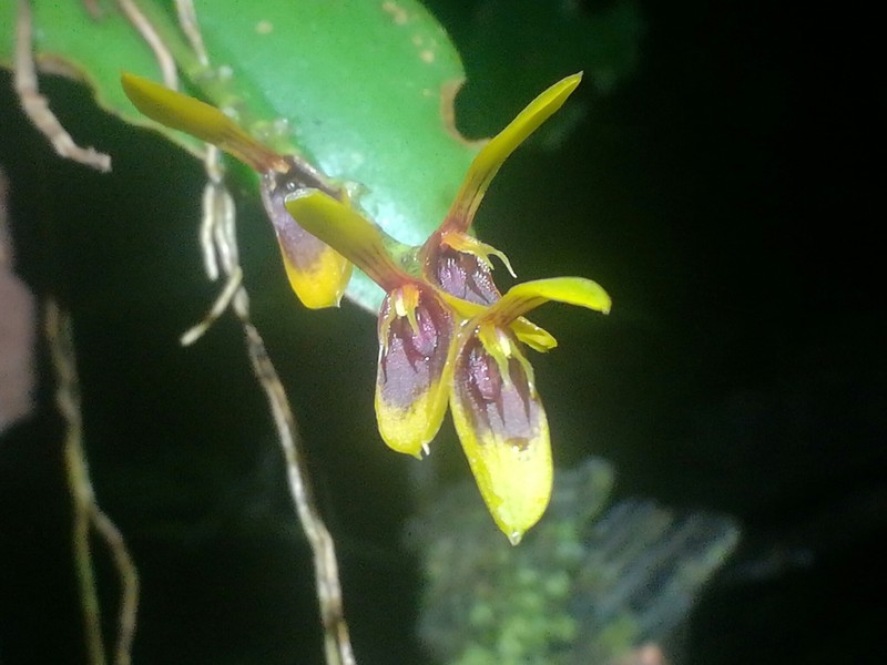 Acianthera ciliata photo 2
