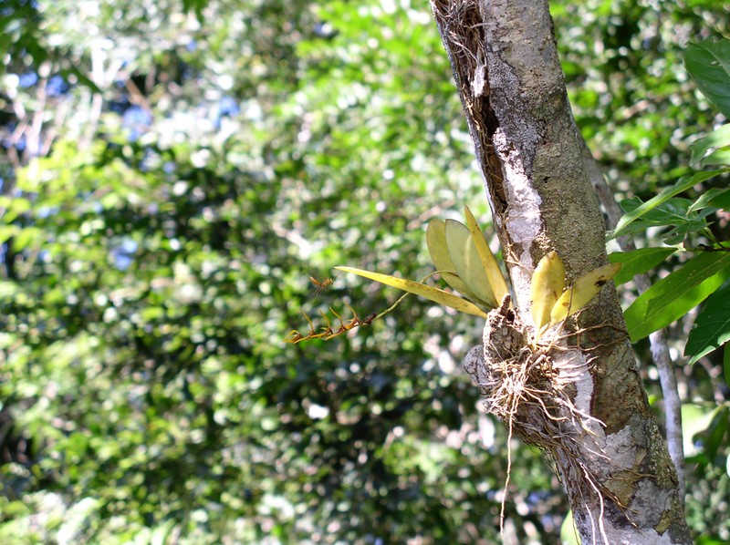 Acianthera ciliata photo 3