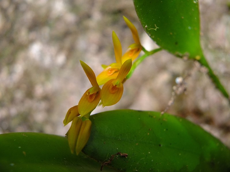 Acianthera ciliata photo 4