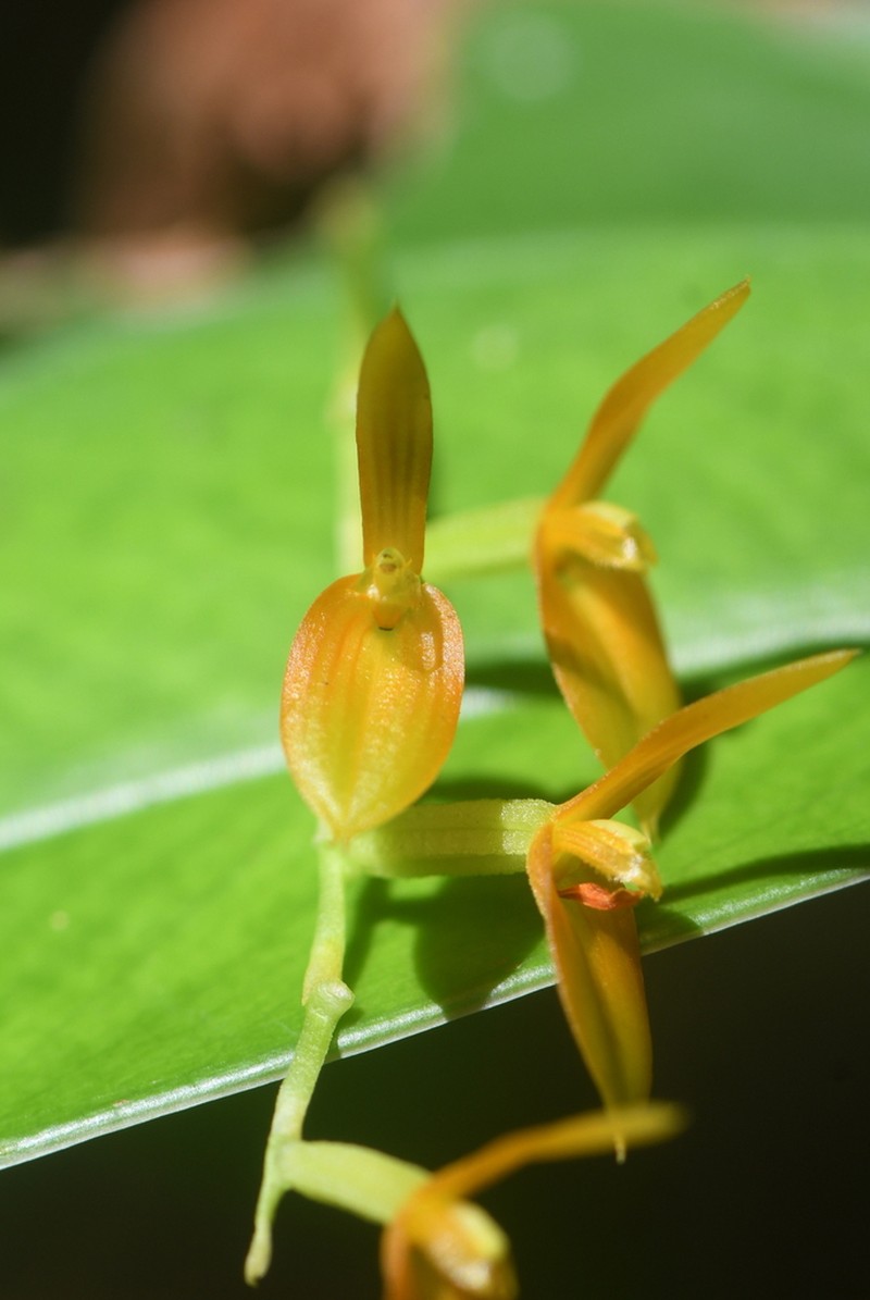 Acianthera ciliata photo 5