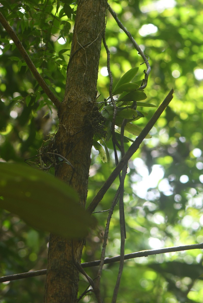 Acianthera ciliata photo 6