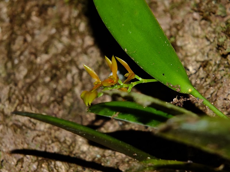 Acianthera ciliata photo 7