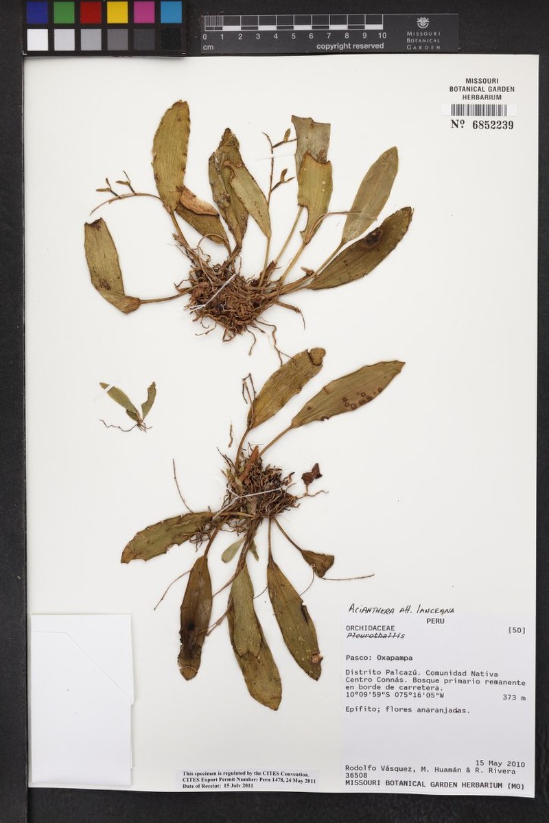 Acianthera ciliata photo 8