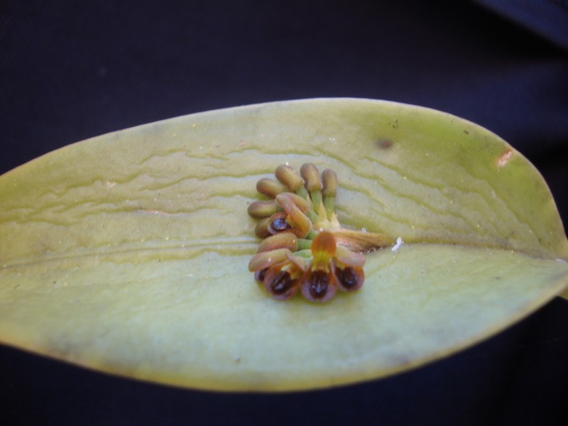 Acianthera circumplexa photo 2