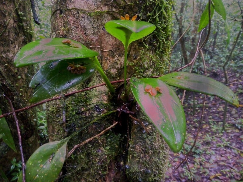 Acianthera circumplexa photo 3