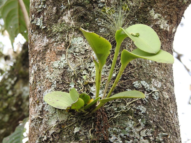 Acianthera circumplexa photo 4