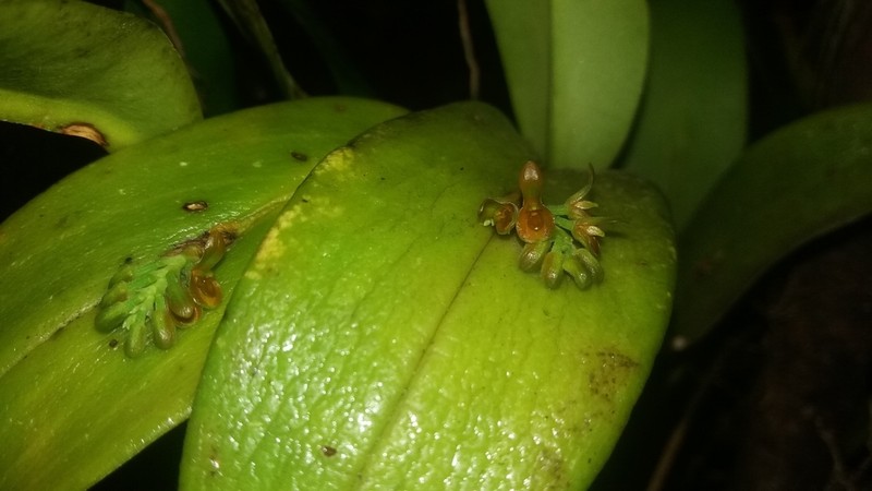 Acianthera circumplexa photo 5