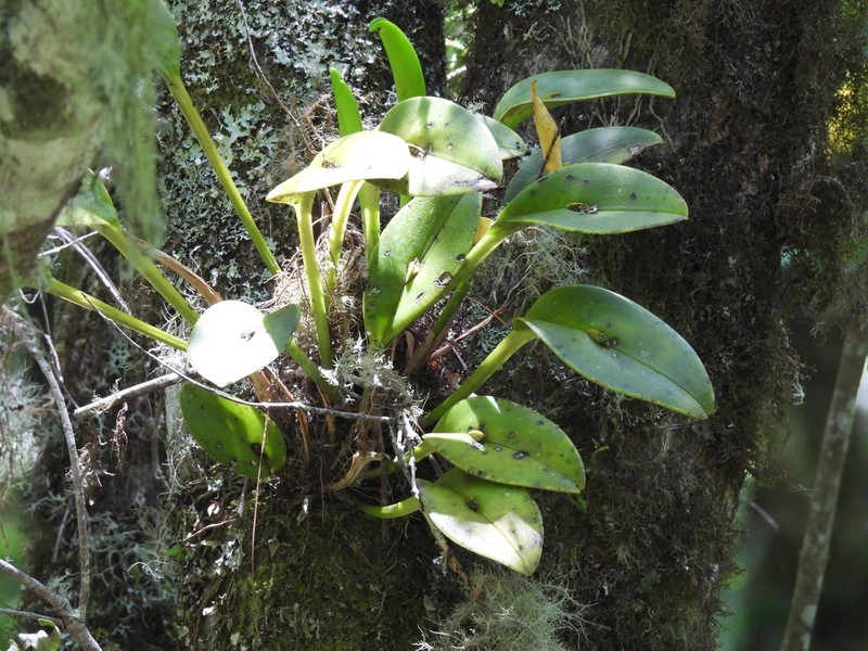 Acianthera circumplexa photo 6