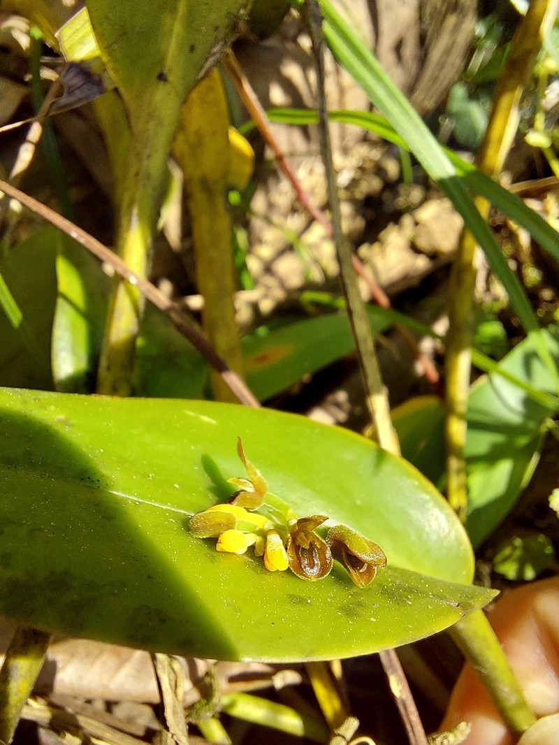 Acianthera circumplexa photo 7