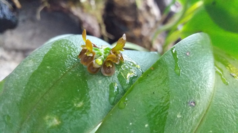 Acianthera circumplexa photo 8