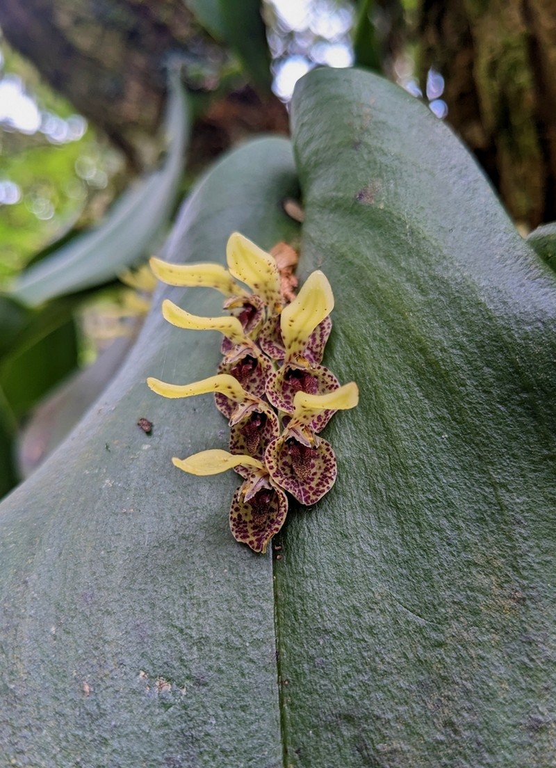 Acianthera cogniauxiana