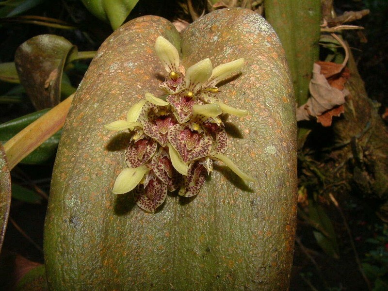 Acianthera cogniauxiana photo 2