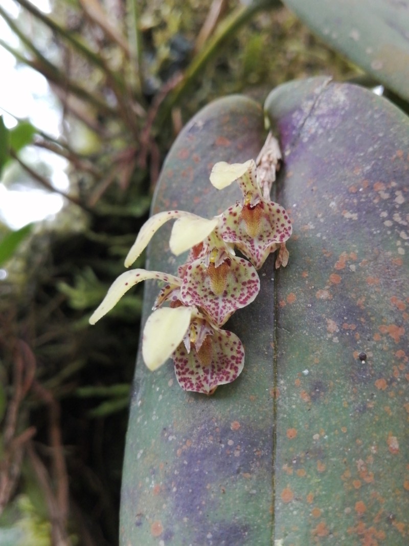 Acianthera cogniauxiana photo 3