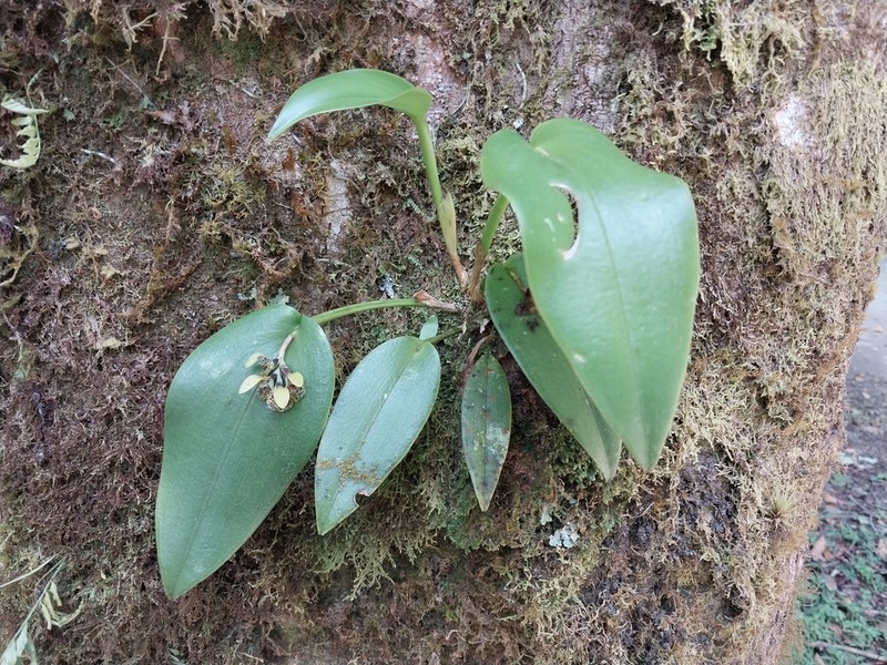 Acianthera cogniauxiana photo 4
