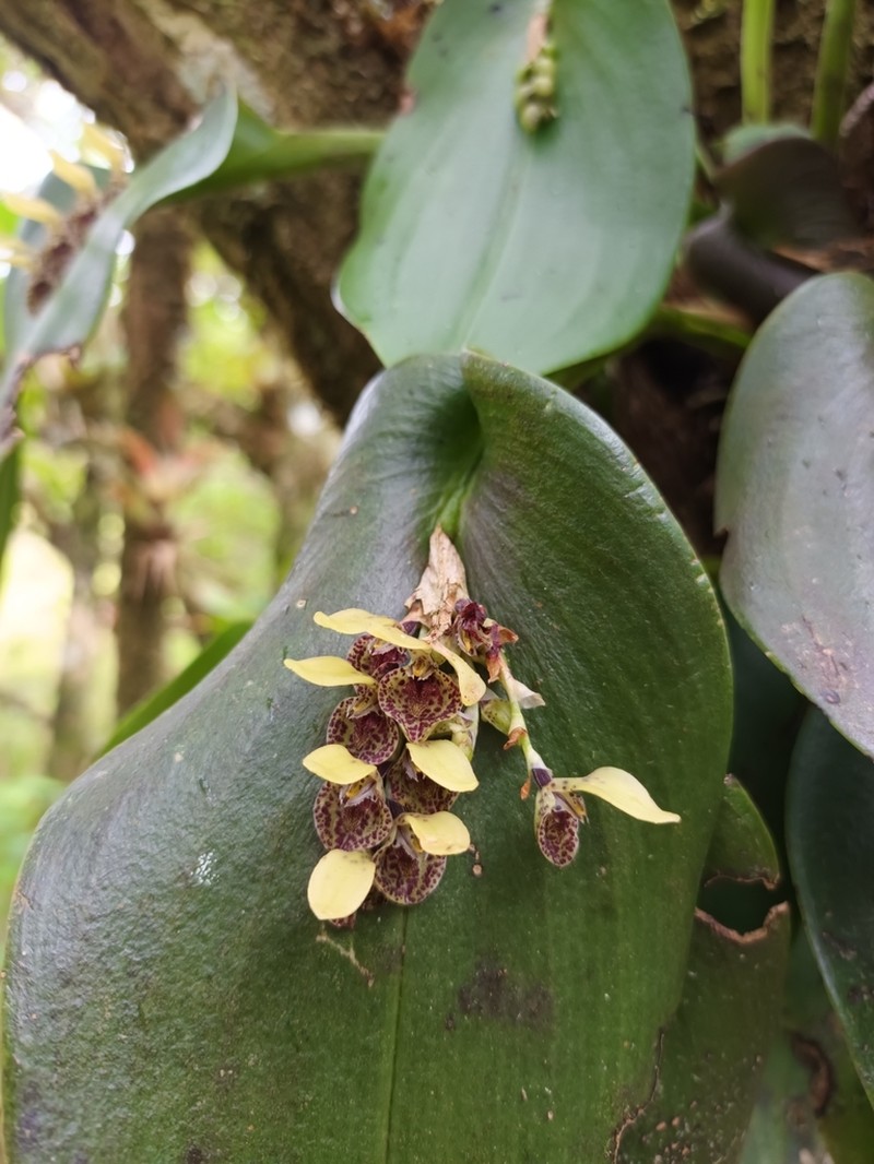 Acianthera cogniauxiana photo 5