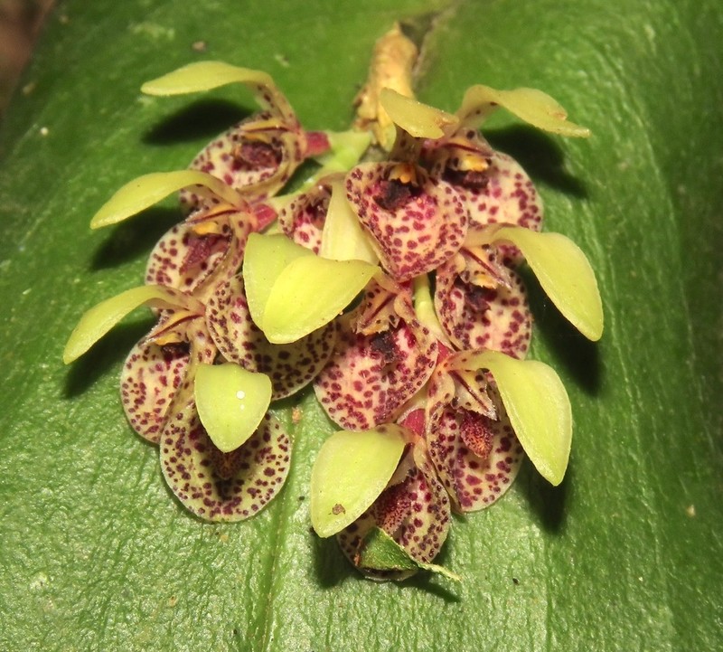 Acianthera cogniauxiana photo 6