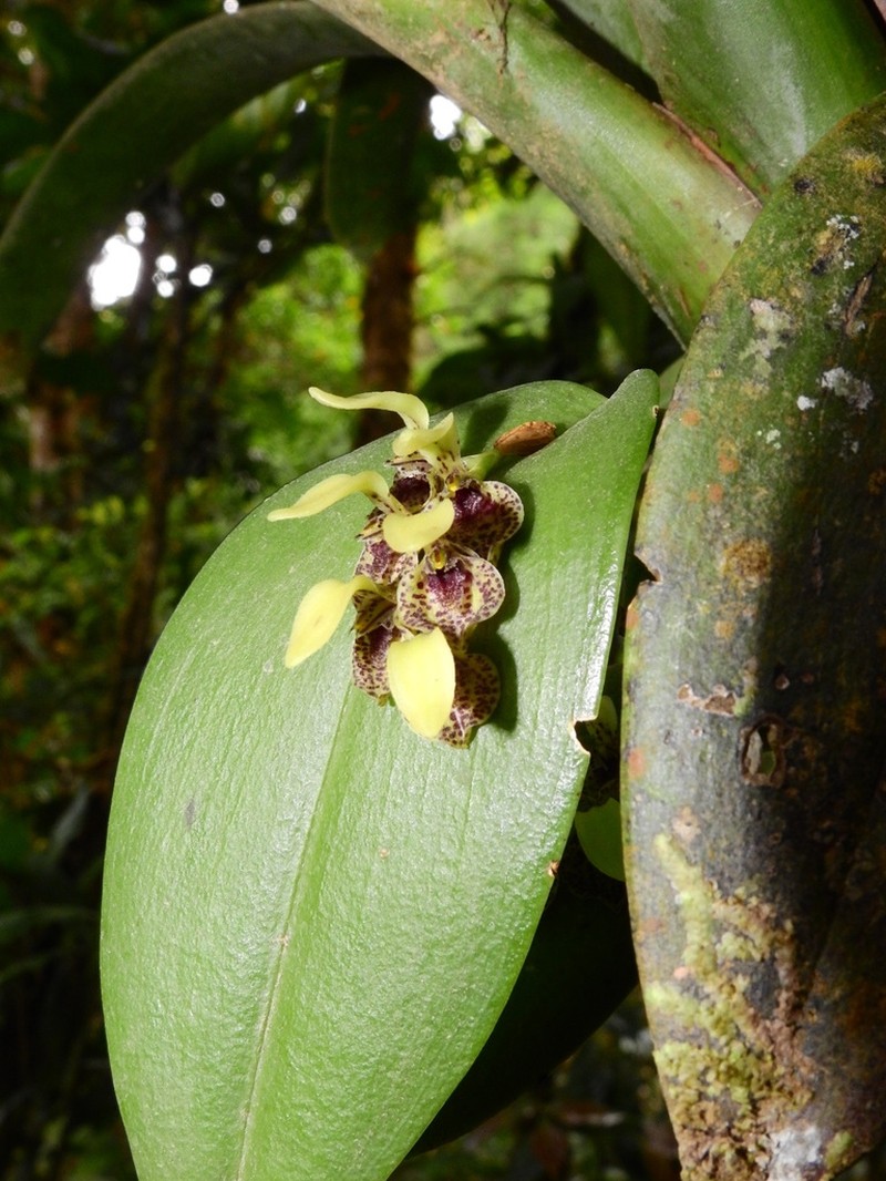 Acianthera cogniauxiana photo 7