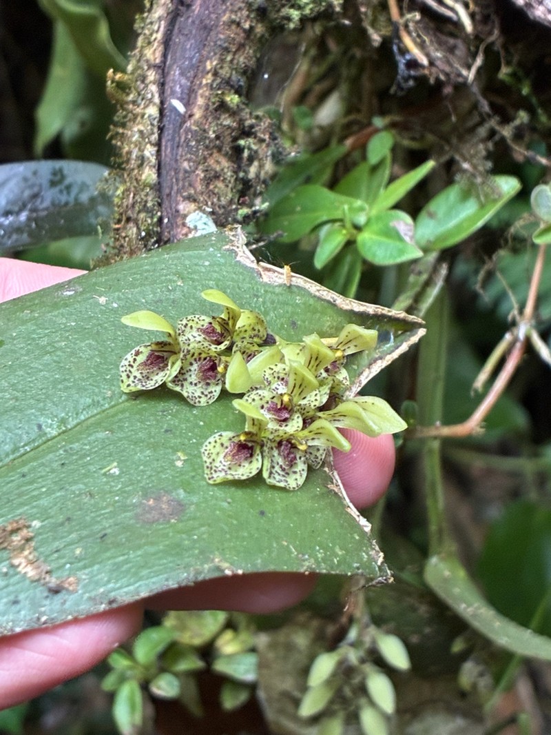 Acianthera cogniauxiana photo 8