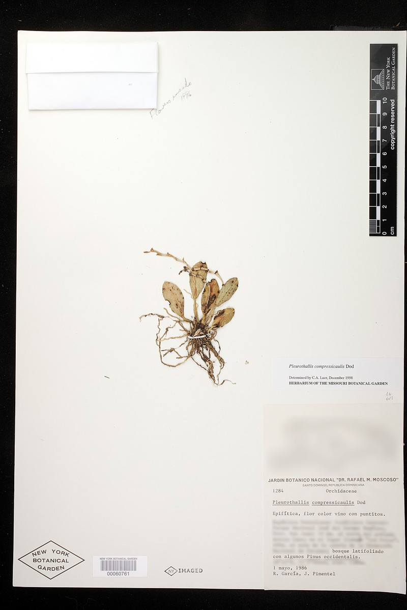 Acianthera compressicaulis