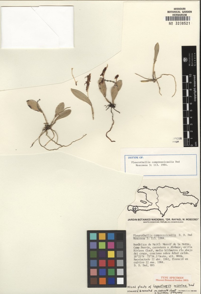 Acianthera compressicaulis photo 2
