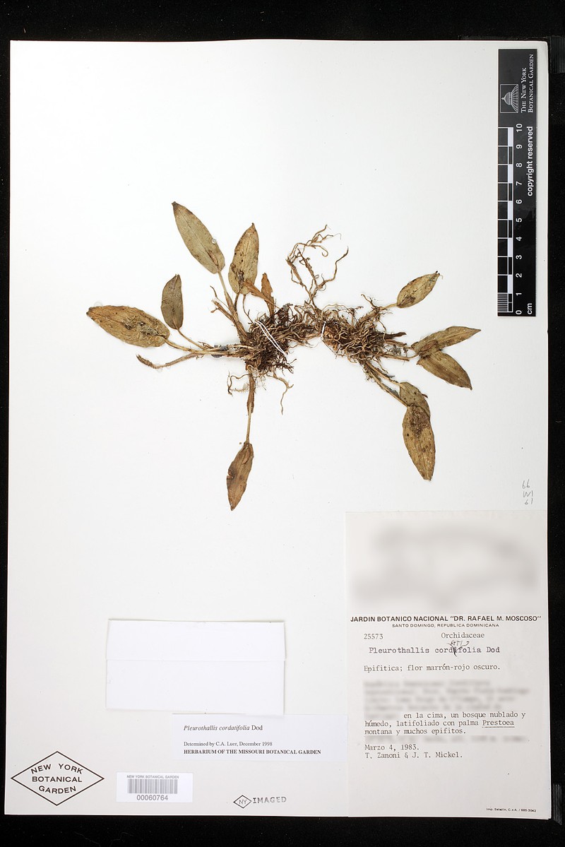 Acianthera cordatifolia