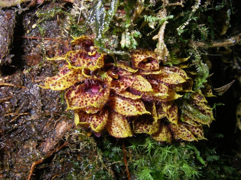 Acianthera costaricensis