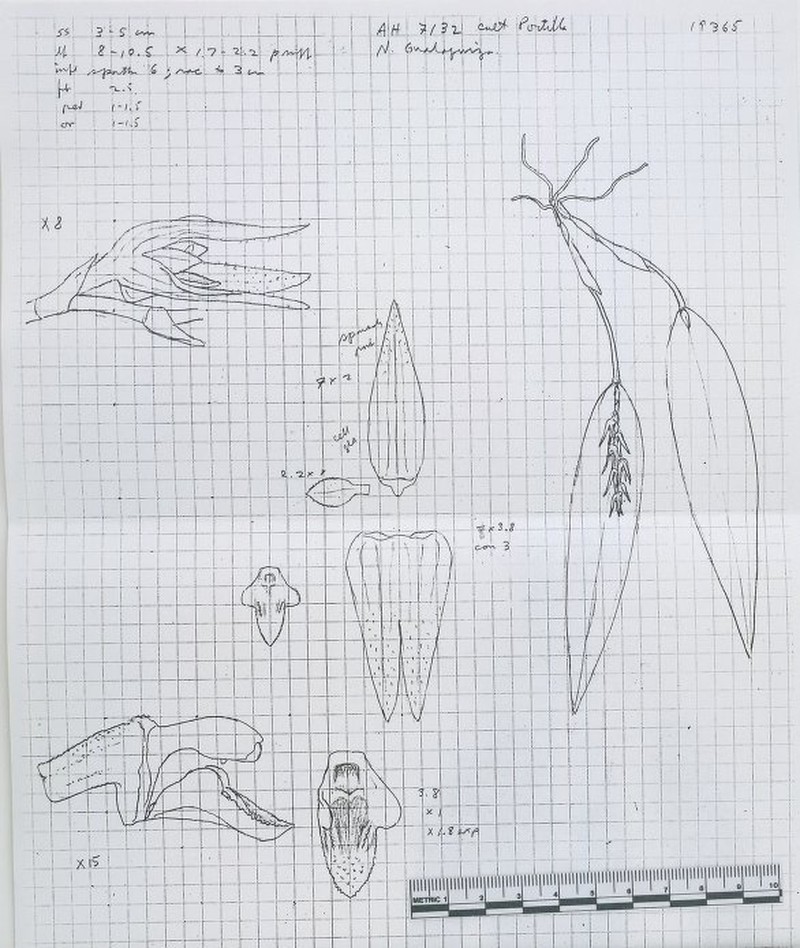 Acianthera cremasta