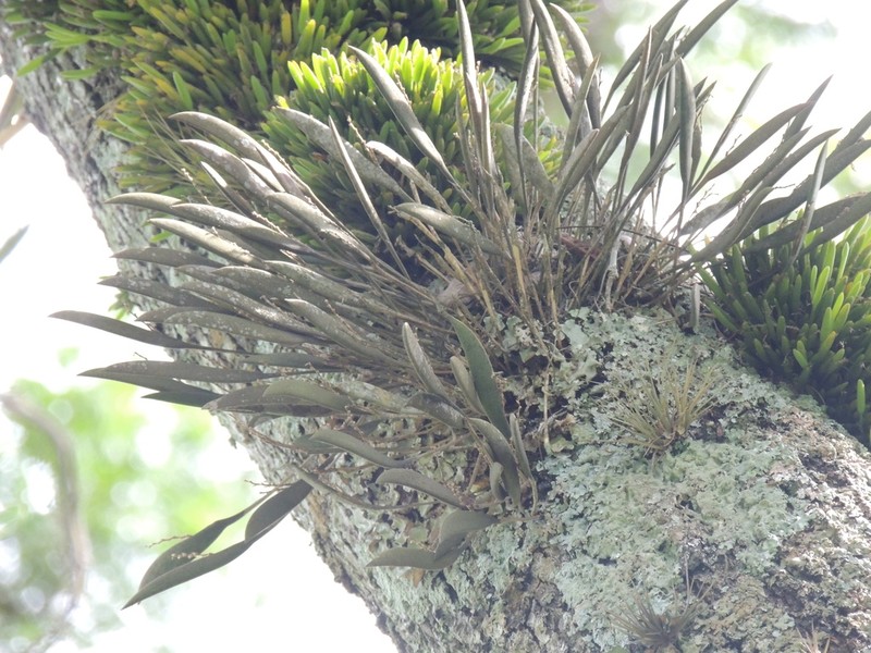 Acianthera crepiniana photo 2