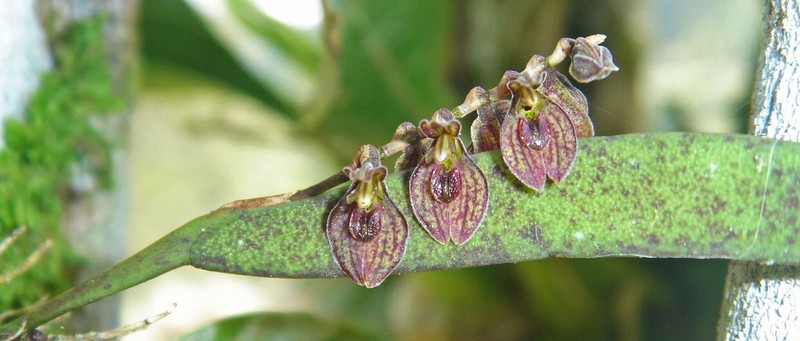 Acianthera crepiniana photo 3