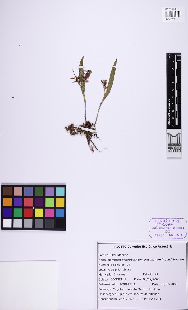 Acianthera crepiniana photo 7